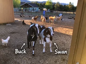 Buck & Swan