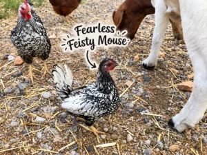 Fearless Feisty Mouse in the Farmyard