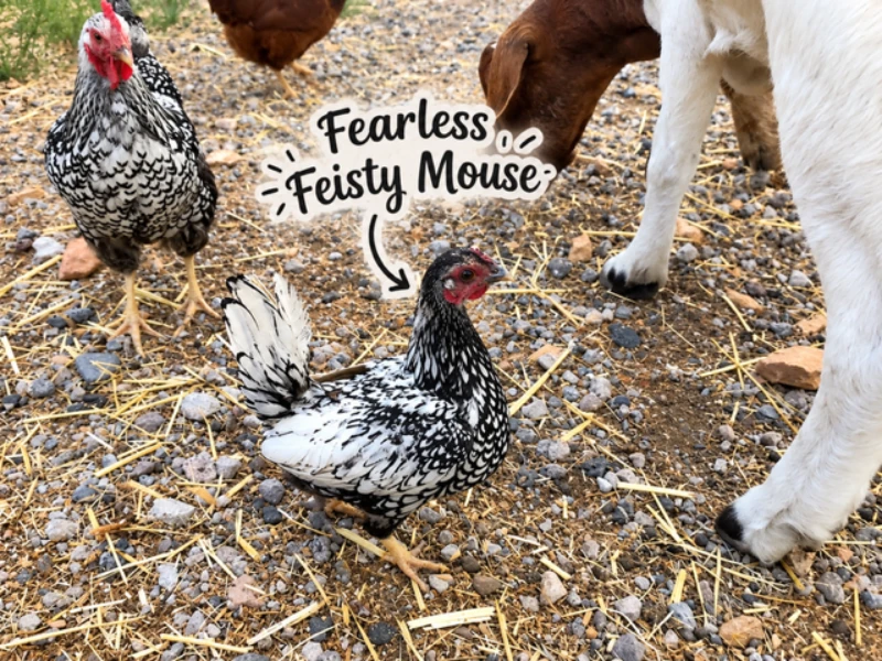 Fearless Feisty Mouse in the Farmyard Fearless Feisty Mouse in the Farmyard