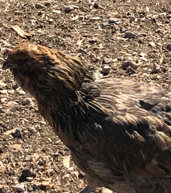 Grandma at sutter bs rescue flagstaff