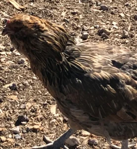 Grandma at sutter bs rescue flagstaff