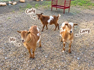 Meet Mo, Curly, and Larry