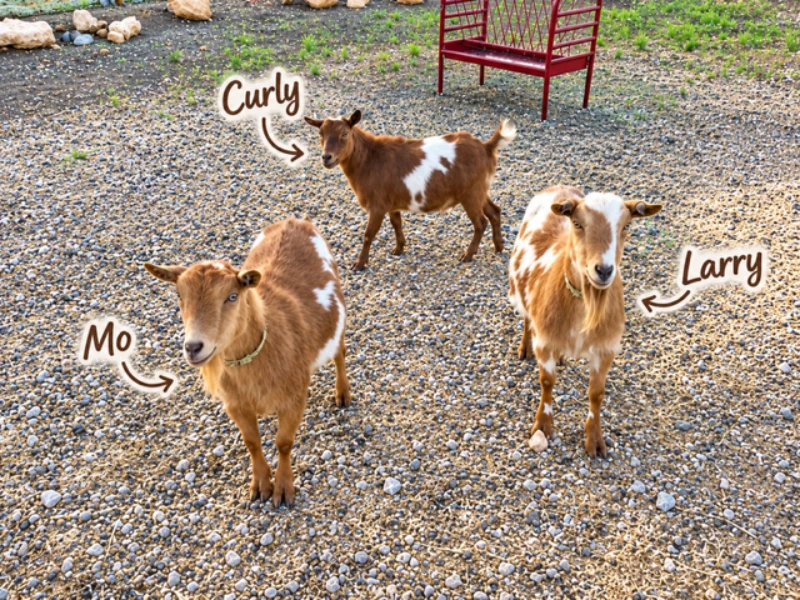 Meet Mo, Curly, and Larry Meet Mo, Curly, and Larry