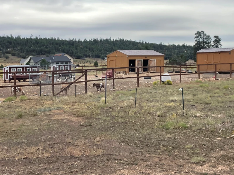 sutter b farm and rescue in flagstaff